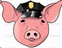 The Truth About Pigs