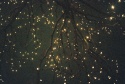 Fading fireflies